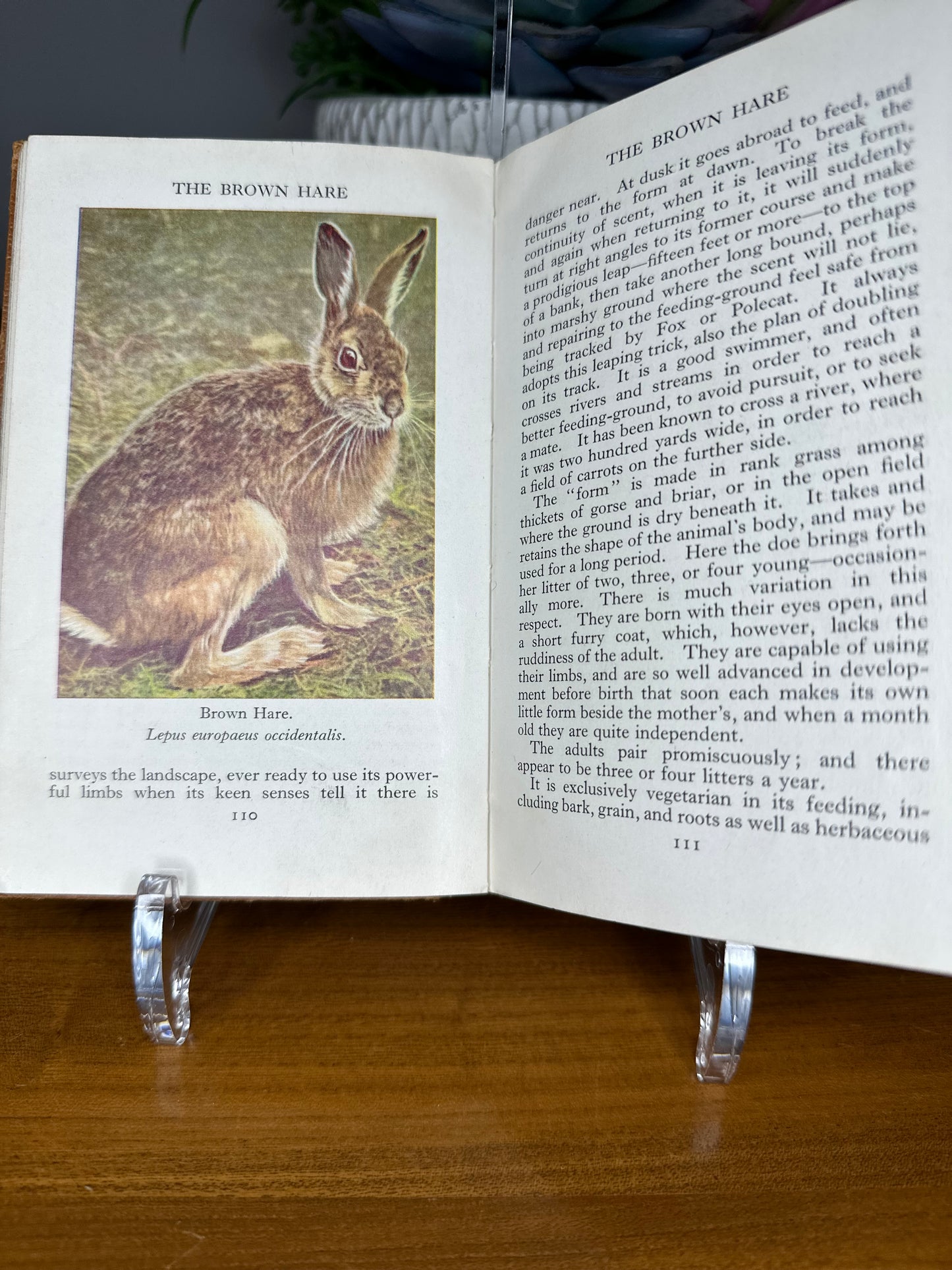 Warne Observer books