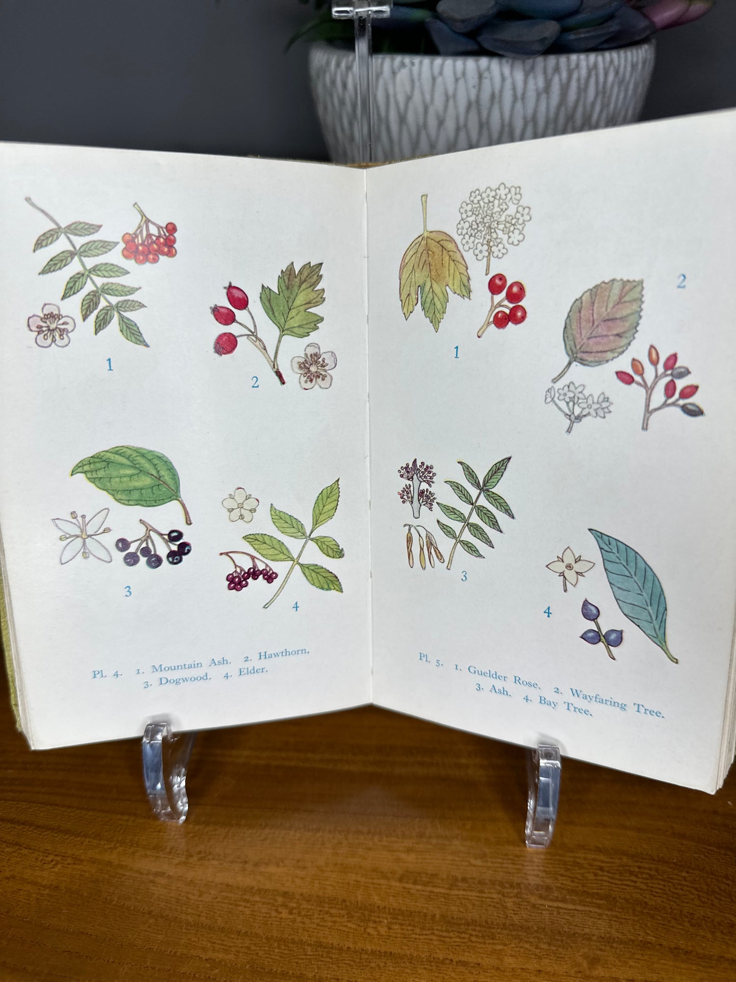 Warne Observer books